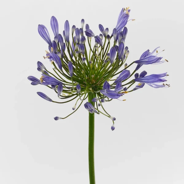 Agapanthus