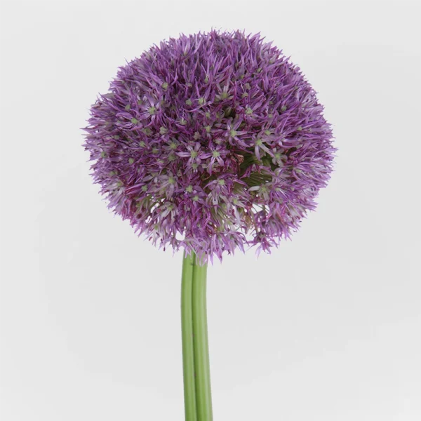 Allium Gladiator