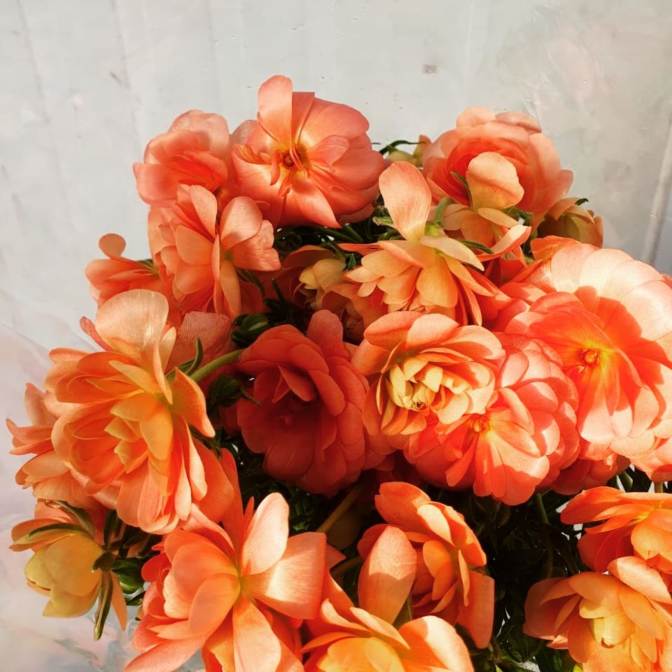 Image Instagram