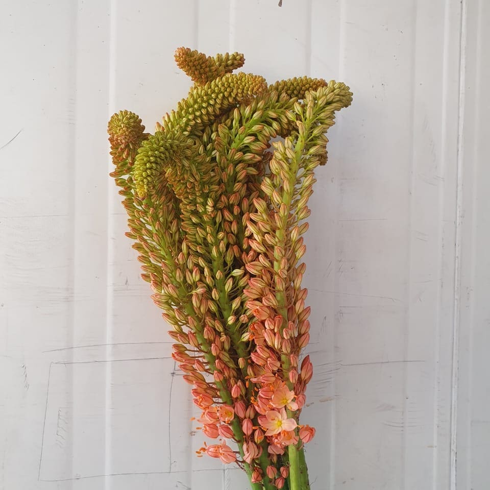 Image Instagram