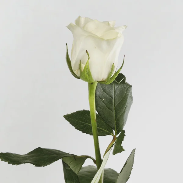 Polar Star White