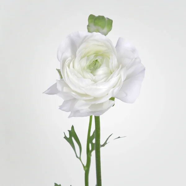 Ranunculus Azore