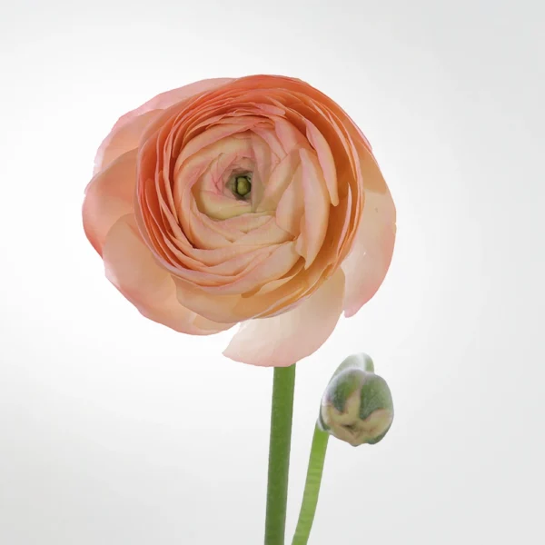 Peach Ranunculus