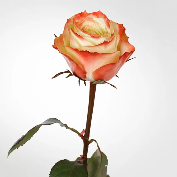 Rose Adventure