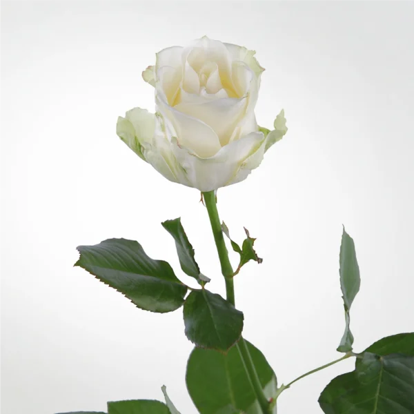 Rose Avalanche White