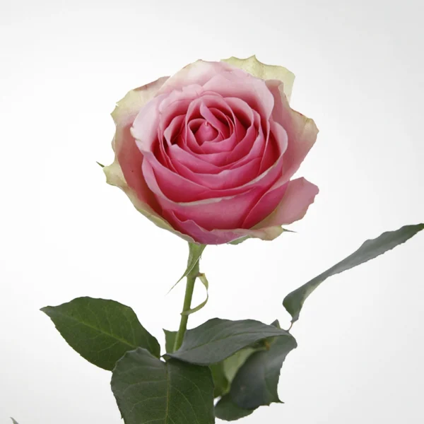 Rose Belle
