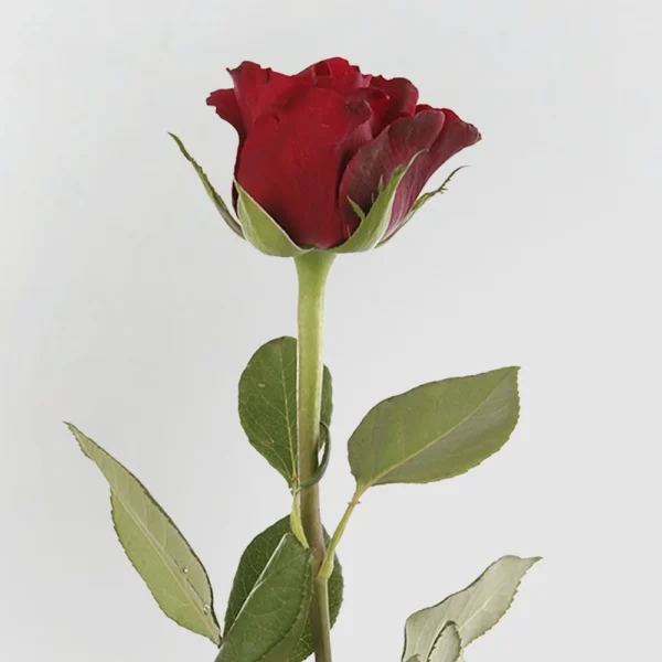Ever Red